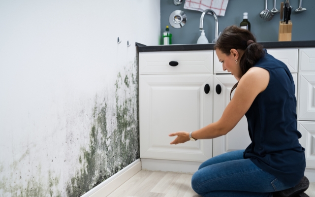 Mold Removal Services