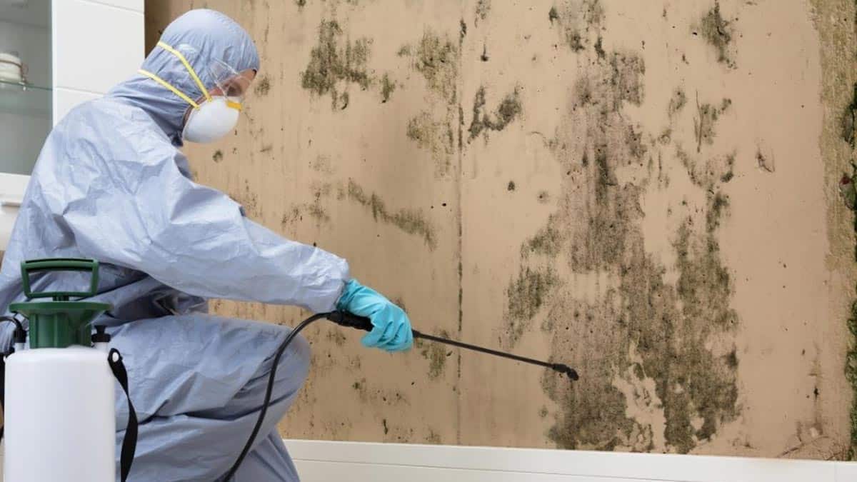 Mold Removal Irvine Services