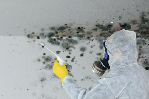 Orange county mold removal
